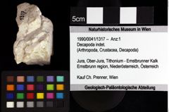 Foto (Objket + Etiketten) von Decapoda indet. 